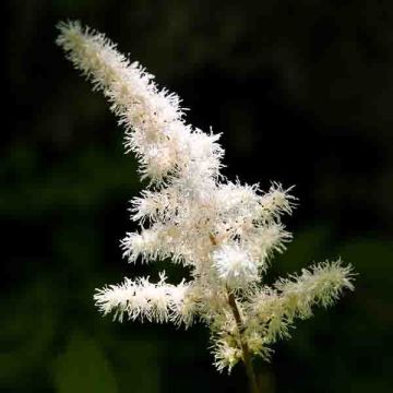 Astilbe arendsii Diamant