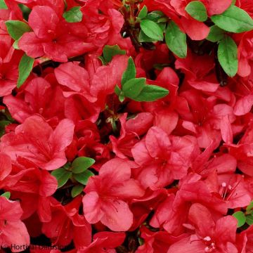 Azalea japonica Manuska