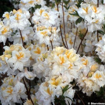 Azalea Mount Rainier