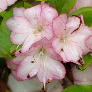 Azalea kaempferi Peggy Ann