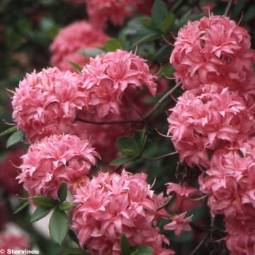 Azalea Homebush