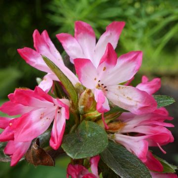 Azalea japonica Izumi no mai