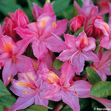 Azalea viscosum Jolie Madame