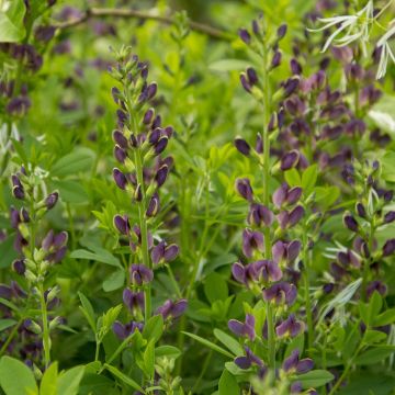 Baptisia australis var. minor Dark Blue - Indaco falso blu