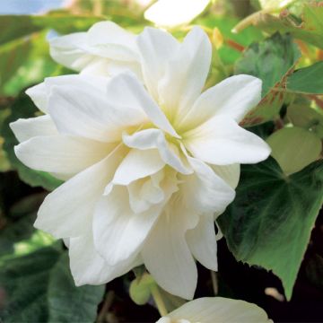 Begonia Belleconia Snow