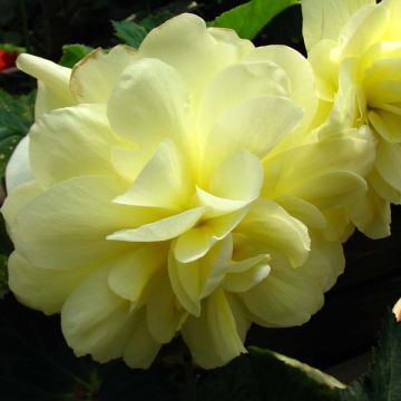 Begonia grandiflora Jaune