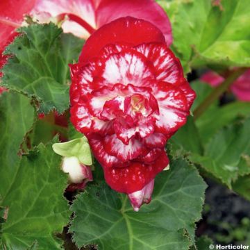 Begonia Begonia Marmorata