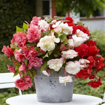 Begonia odorata Mix