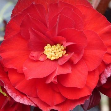 Begonia Switzerland