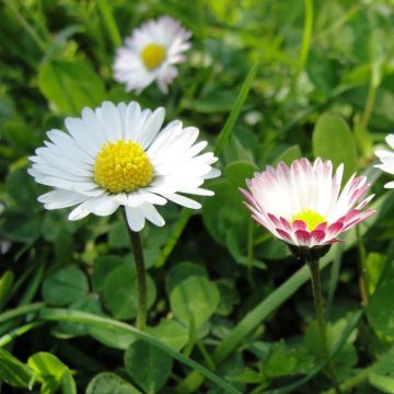 Bellis perennis (semi) - Pratolina comune