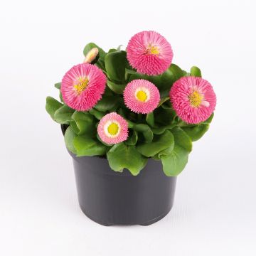 Bellis perennis Bellastar Compact Rose - Pratolina comune