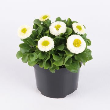 Bellis perennis Bellastar Compact White - Pratolina comune