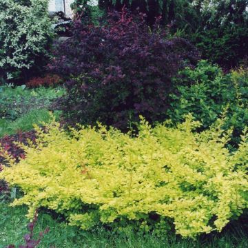 Berberis thunbergii Golden Carpet - Crespino giapponese