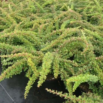 Berberis thunbergii Green Carpet - Crespino giapponese