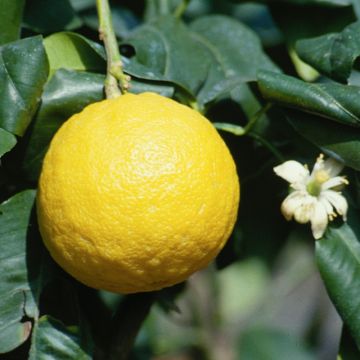 Citrus bergamia - Bergamotto