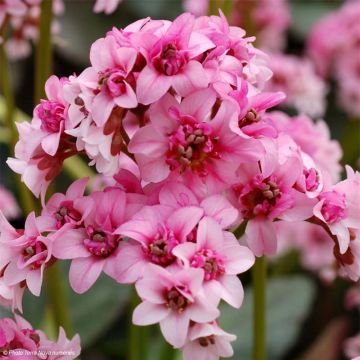 Bergenia cordifolia Dragonfly Sakura