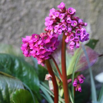 Bergenia purpurascens