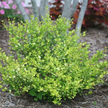 Betula nana Golden Treasure - Betulla nana