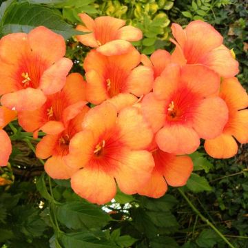 Campsis radicans Indian summer - Bignonia