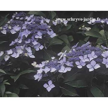 Hydrangea macrophylla Blue wave - Ortensia