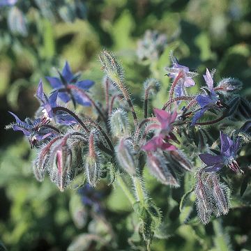 Borago officinalis Bleue - Borragine comune