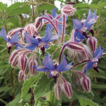 Borago officinalis - Borragine comune