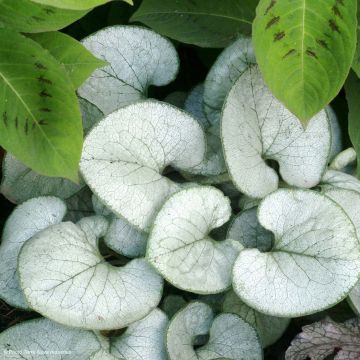 Brunnera macrophylla Looking Glass