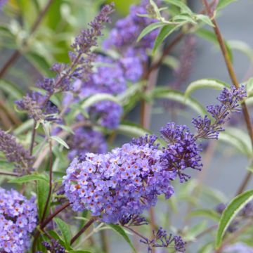 Albero delle farfalle Nanho Blue