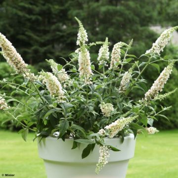 Albero delle farfalle White Chip