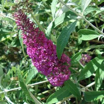 Albero delle farfalle Summer Beauty