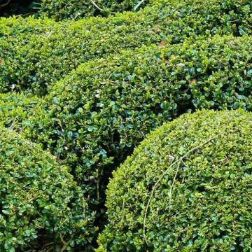 Buxus sempervirens - Bosso palla