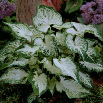 Caladium Aaron - Caladio