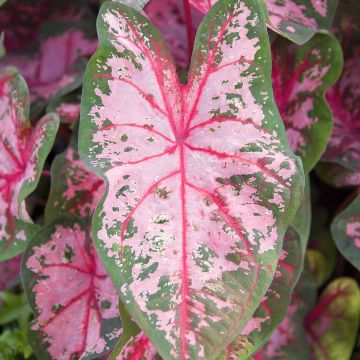 Caladium Carolyn Whorton - Caladio