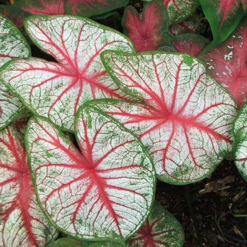 Caladium White Queen - Caladio