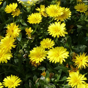 Calendula Powerdaisy Sunny - Fiorrancio