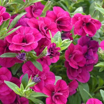 Calibrachoa Can-Can Rosies Pink - Petunia nana