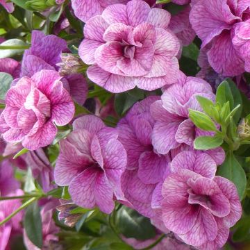 Calibrachoa Can-Can Rosies Pink Vein - Petunia nana