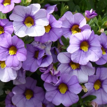 Calibrachoa Superbells Unique Lavender - Petunia nana