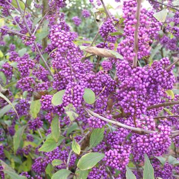 Callicarpa bodinieri var. giraldii Profusion