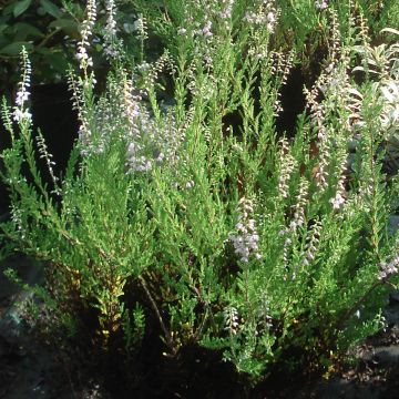 Calluna vulgaris Spring Torch - Brugo