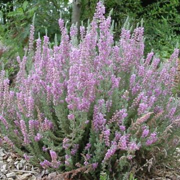 Calluna vulgaris Silver Knight - Brugo