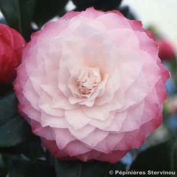 Camellia Nuccio's Pearl