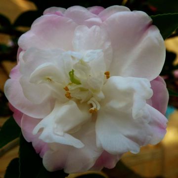 Camellia Cinnamon Cindy