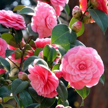 Camellia japonica Mrs Tingley