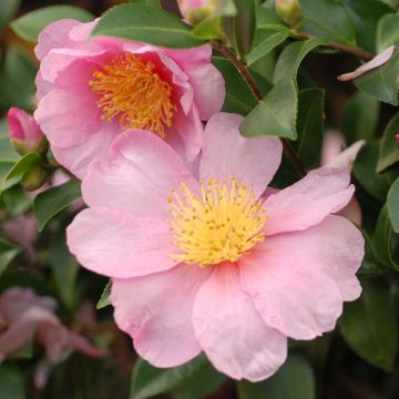 Camellia hiemalis Pink Goddess