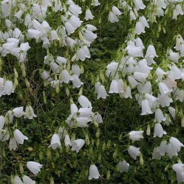 Campanula cochleariifolia Alba - Campanula dei ghiaioni