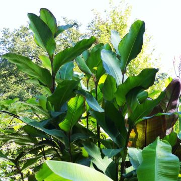 Canna musaefolia Musaefolia