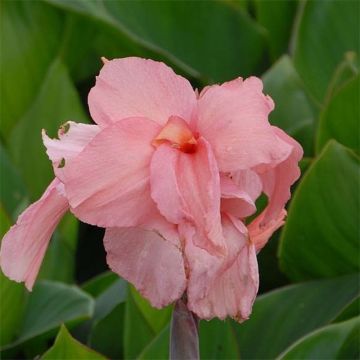 Canna indica Pink President - Canna d'India