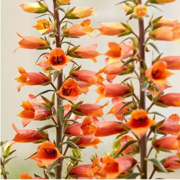 Digitalis Firecracker - Digitale ibrido