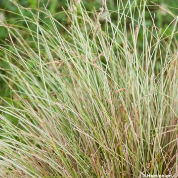 Carex buchananii Viridis - Carice di Buchanan